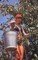 1981 0672
