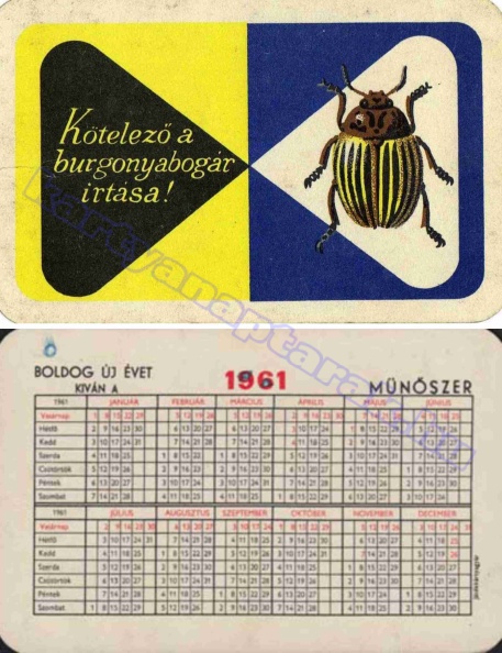 KÖTELEZŐ A BURGONYABOGÁR ÍRTÁSA! 1961_0056.jpg