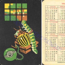 Bogár, rovar - Beetle, insect