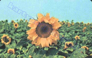 1980 0491