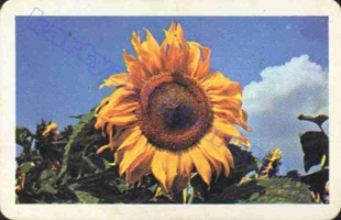 1980 0702
